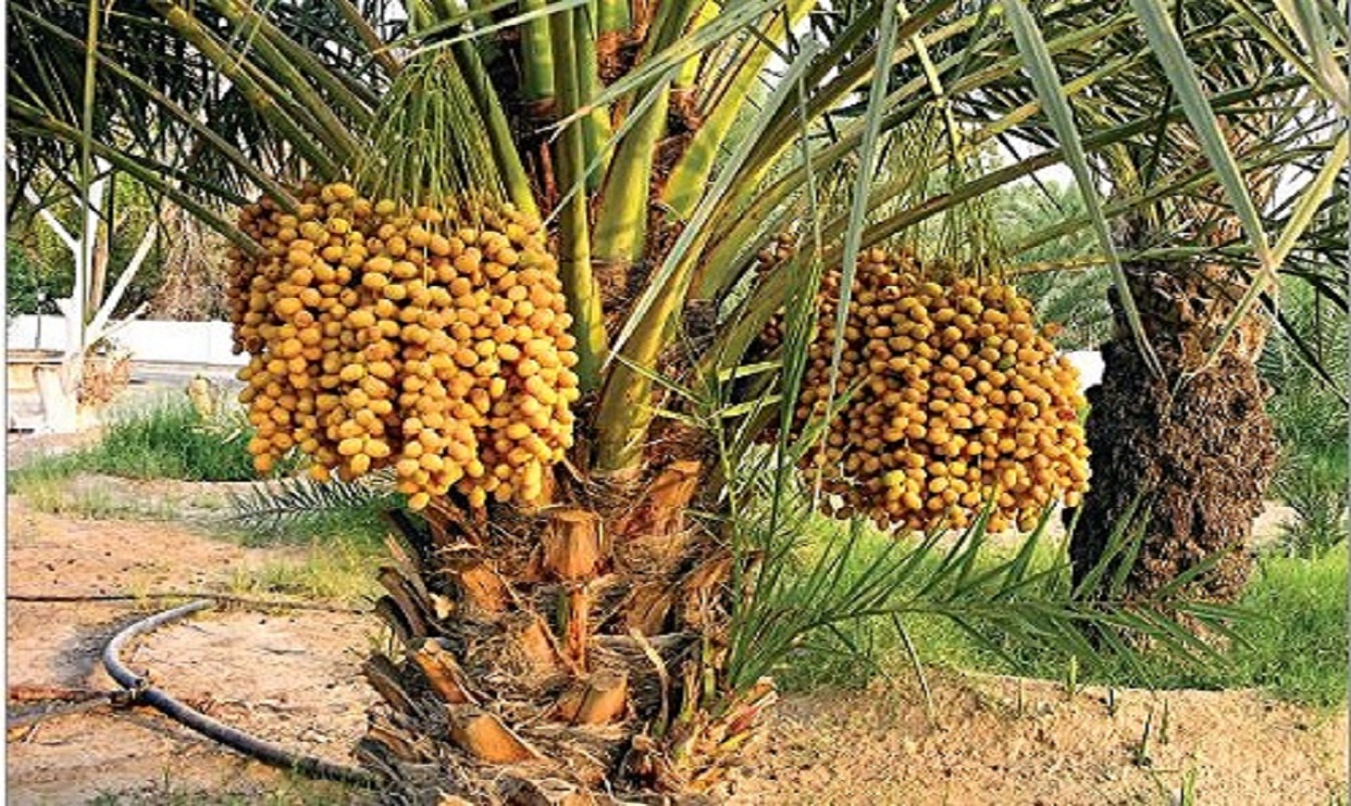 مهرجانات التمور.. تراث وغذاء
