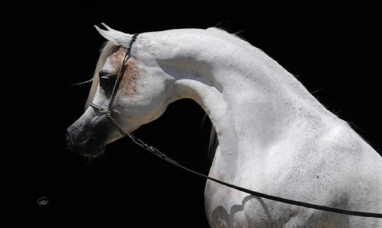 Goodness is Ingrained in the Horses