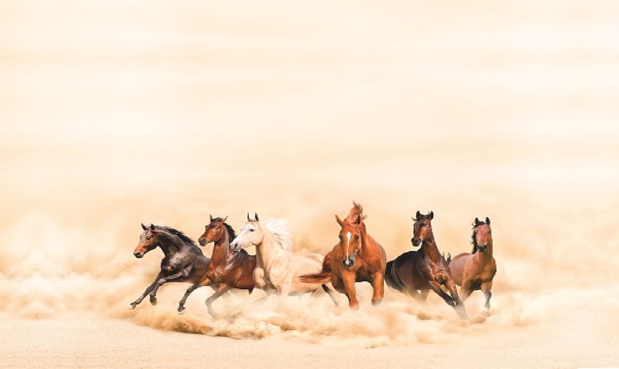 وثائق من تاريخ الخيول العربية الأصيلة