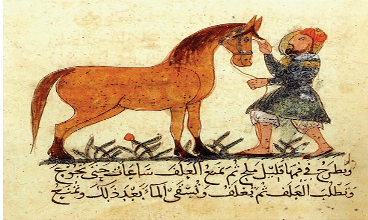 بيطرة الخيل.. معارف عربية ألهمت العالم