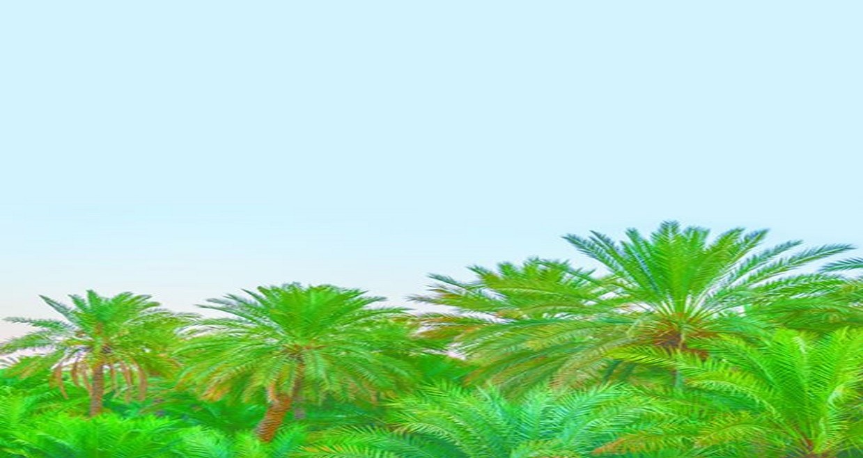 النخلة والإنسان شريكان في الاصطفاء