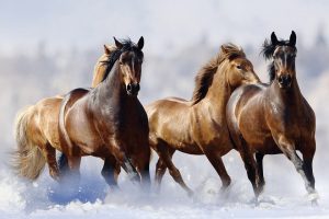 الخيول العربية انتشرت في العالم أجمع