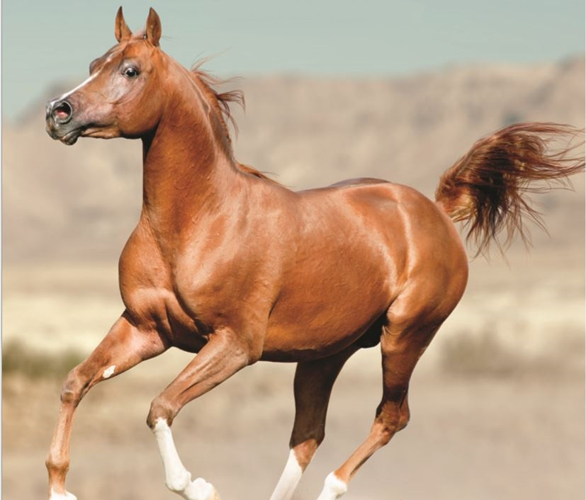 الخيل العربي... مخلوق بروح فنان