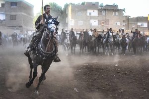 من عروض الخيول الشعبية في مصر