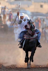 خيول صبورة وقادرة على التحمل