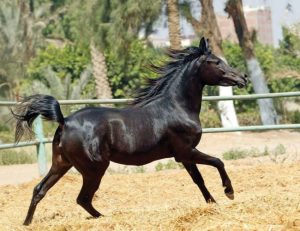خيول محطة الزهراء