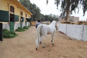 &nbsp;واحد من خيول المحطة