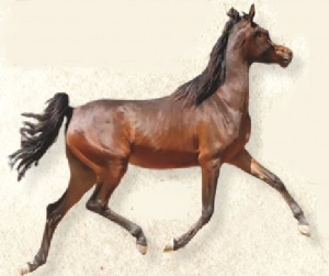 من خيول محطة الزهراء