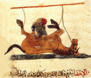 صورة توضح طريقة الإخصاء للخيل وفائدته