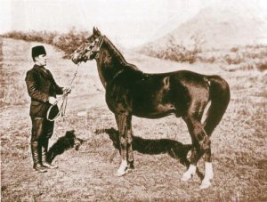 خيل عربية ولدت في روسيا عام 1883 واحضرها الى روسيا الكونت ستروغانوف عام1888