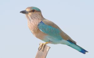 طائر الشقراق أو الضاضوة