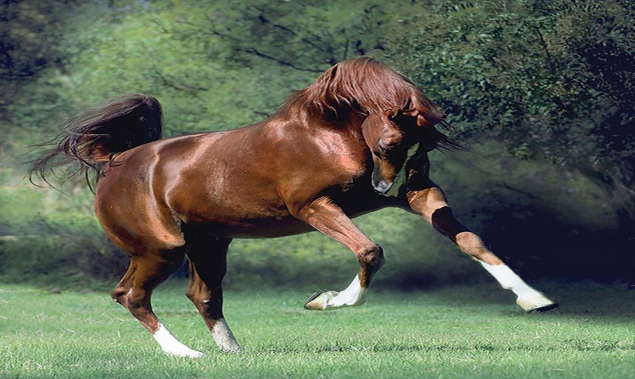سلالات الخيل.. سفراء العرب إلى العالم
