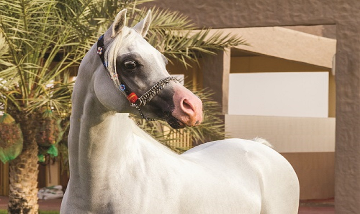 أنساب الخيول العربية القديمة والحديثة