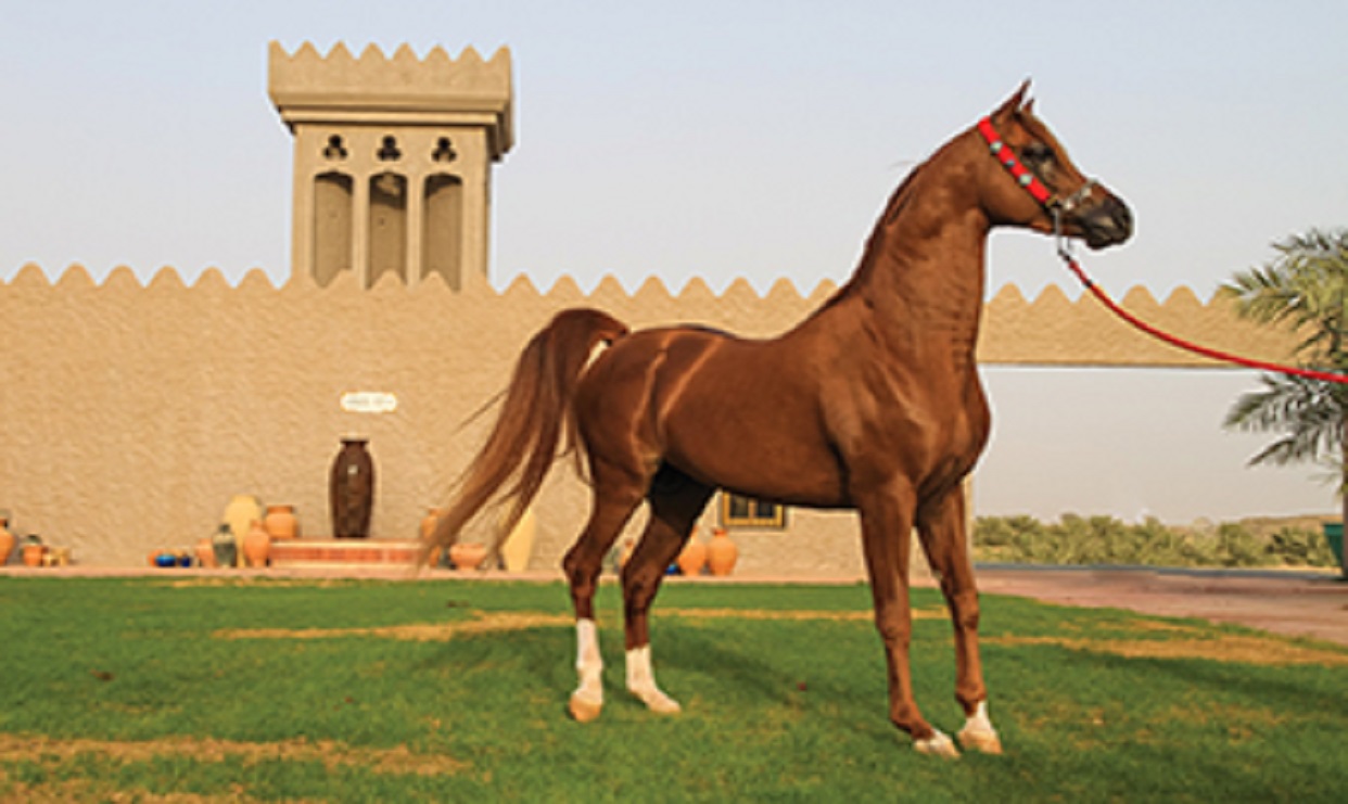 الجواد العربي برؤية فرنسية