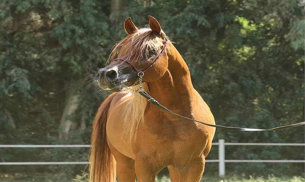 الزهراء للخيول العربية تاريخ يحكيه حب الخيل